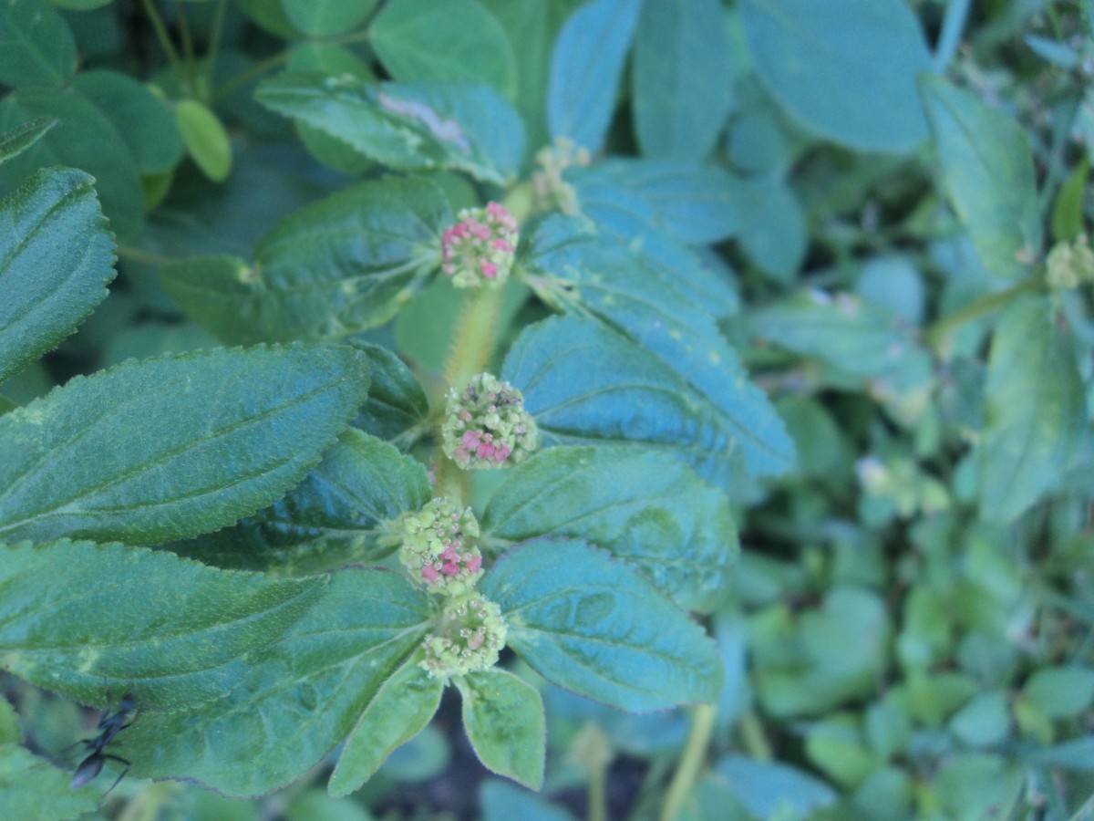 Euphorbia hirta L.